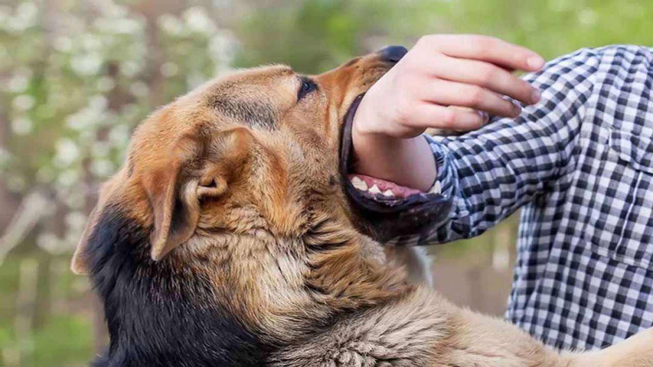 Cảnh báo gia tăng tử vong do bệnh dại